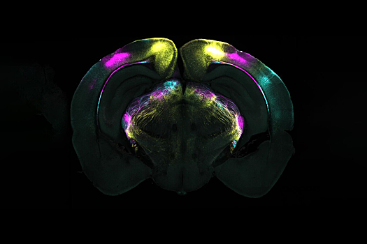 Обнаружен механизм, который помогает преодолеть страх