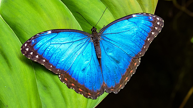 Крылья бабочки помогли создать новый метод диагностики рака