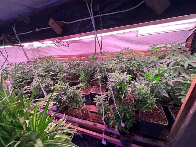 В Феодосии оперативники выявили наркоплантацию у местного жителя