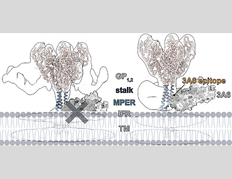 Ученые нашли антитело, эффективно подавляющее вирус Эбола