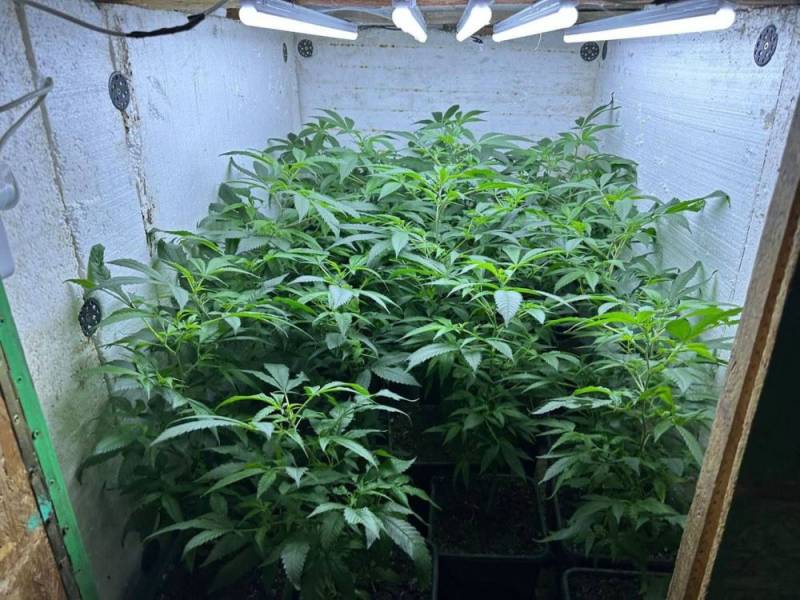 В Феодосии оперативники выявили наркоплантацию у местного жителя