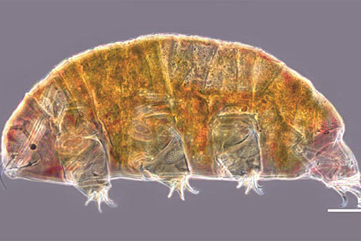 Тихоходки дали ученым средство защиты от побочных эффектов лучевой терапии