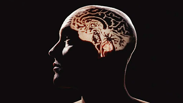 Выяснено, как мужской гормональный фон влияет на объем мозга