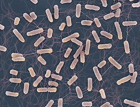 Стало известно, почему антибиотики могут быть неэффективны