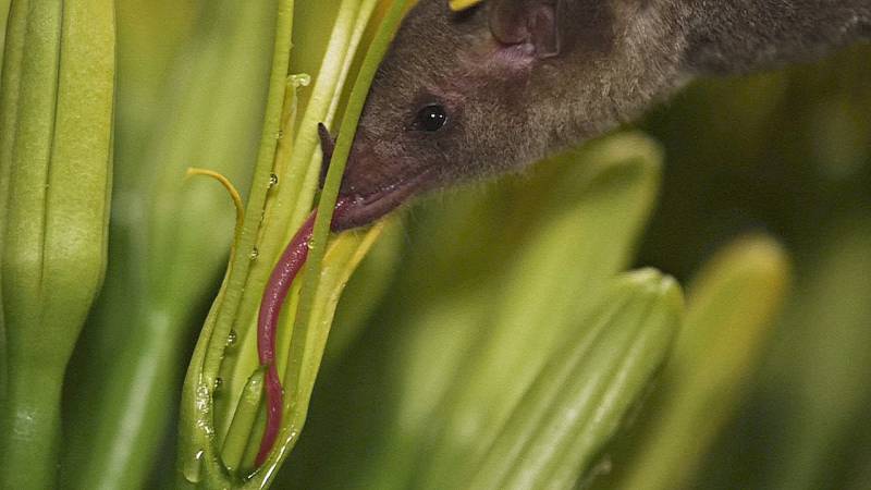 Редкий вид летучих мышей обнаружили в Аризоне благодаря образцам слюны
