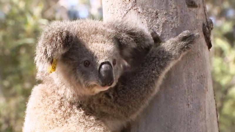 Учёные нашли место в Австралии, которое облюбовали коалы