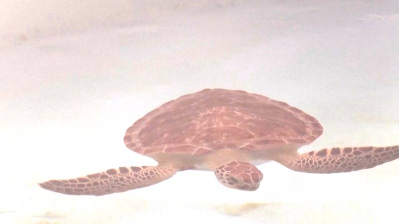 Учёные разгадали тайну «emstrongпотерянных лет»/em/strong морских черепах