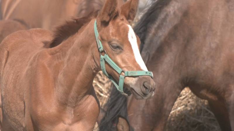 В Аргентине вывели первых в мире генетически отредактированных лошадей для поло