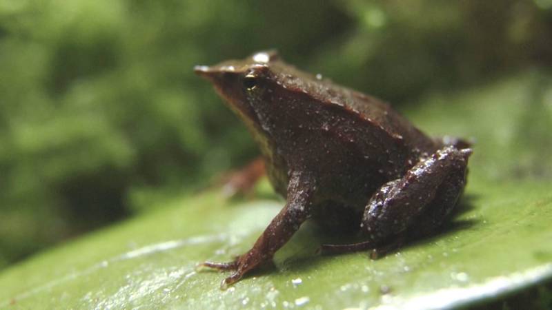 В Лондонском зоопарке вывели уникальных лягушек из Чили