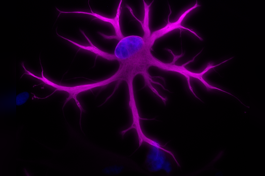 Открыт новый тип клеток, который может помочь в лечении повреждений мозга