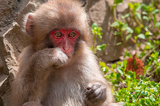 Ученые добились прорыва в лечении смертельно опасной лихорадки Эбола