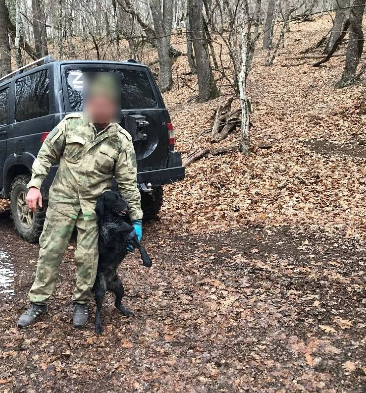 В севастопольских лесах зафиксированы случаи выгула охотничьих собак без привязи