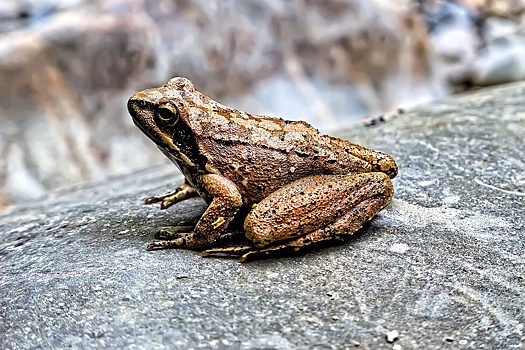Лягушки помогли создать новые антибиотики