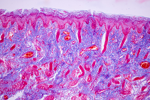 Ученые выявили главный фактор старения клеток