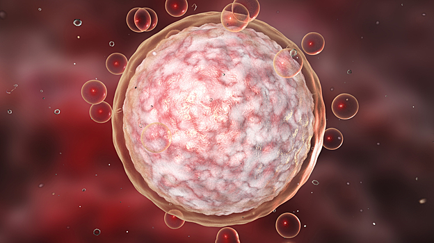 Найдена причина старения яйцеклеток