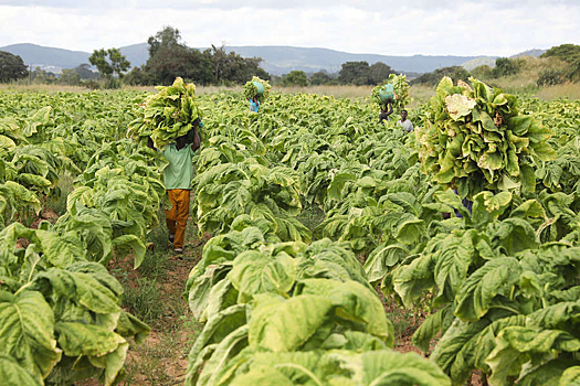 Ученые обнаружили, что табак может стать сырьем для лекарств