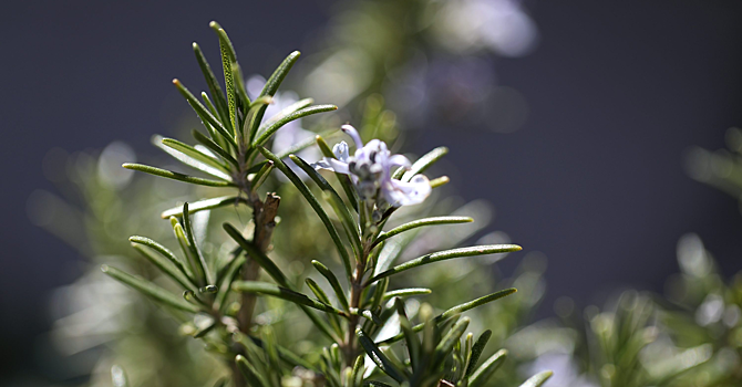 Найдено вещество, препятствующее болезни Альцгеймера