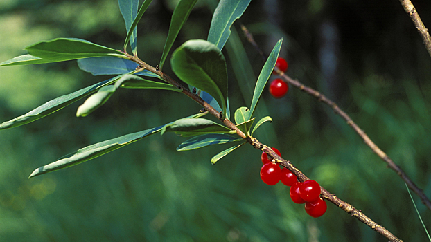 Ученые нашли мощное лекарство от ВИЧ