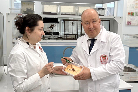 Академик рассказал о вкладе пауков в медицину