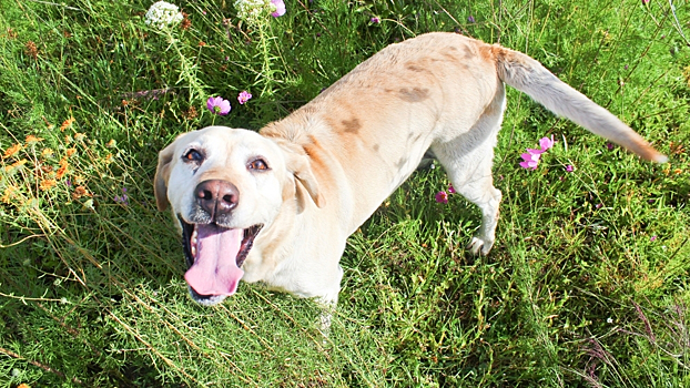 Ученые выделили ген, повышающий риск ожирения