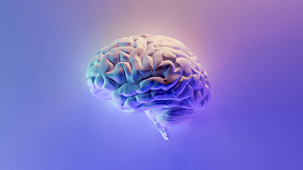 Биологи смогли замедлить когнитивное старение