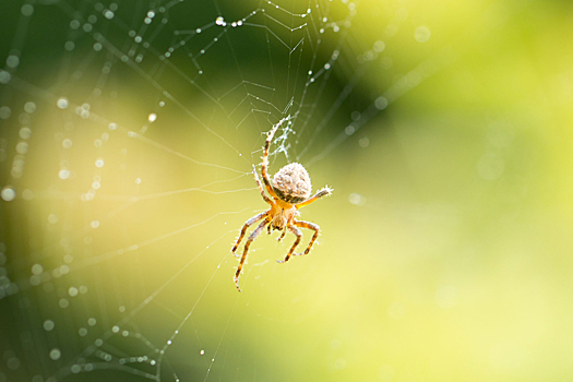 Ученые нашли медицинское применение паутине