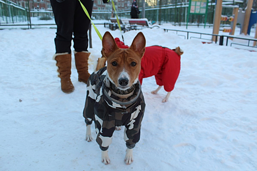 Исследователи выяснили, как собаки влияют на здоровье людей