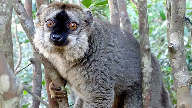 Найдена способность лемура, которая может помочь в замедлении старения у людей