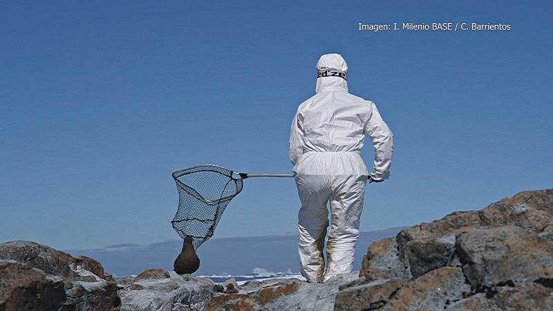 Чилийские учёные обнаружили высокопатогенный птичий грипп у антарктических птиц