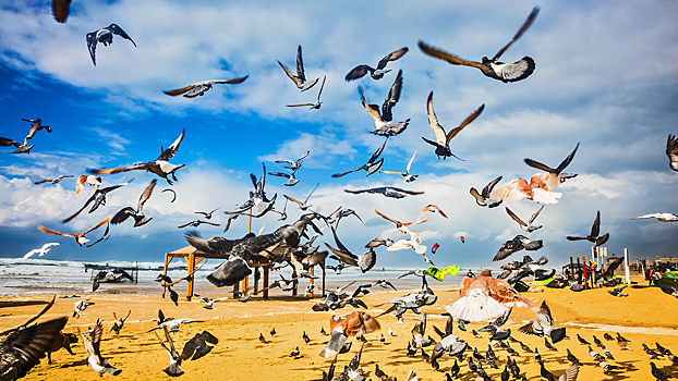 Птицы помогут ученым найти новые способы лечения рака