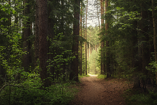 Названа неожиданная польза прогулок по лесу