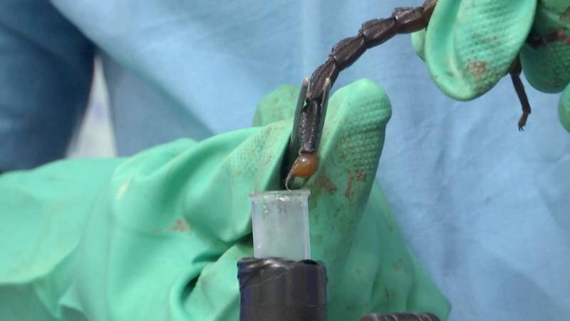 Нигерийская ферма собирает яд скорпионов, рассчитывая получить миллионы долларов