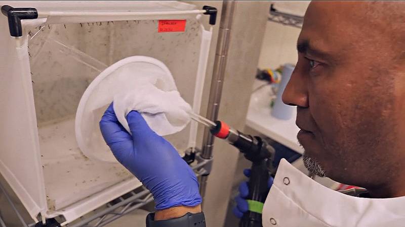 Учёные хотят генетически модифицировать комаров, чтобы остановить малярию