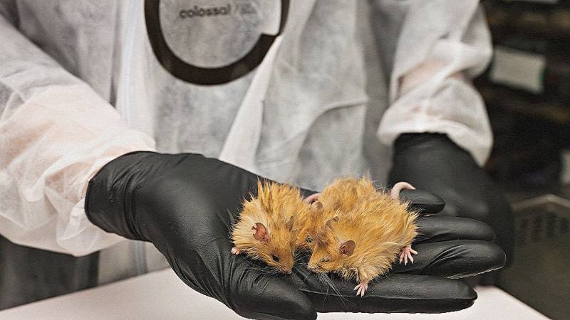 В США вывели мышей с шерстью мамонтов