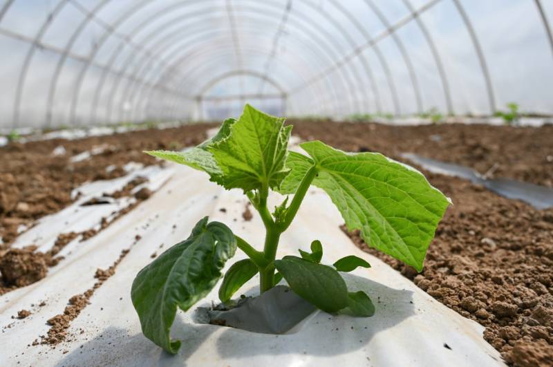 В тепличных хозяйствах Крыма найден опасный вредитель