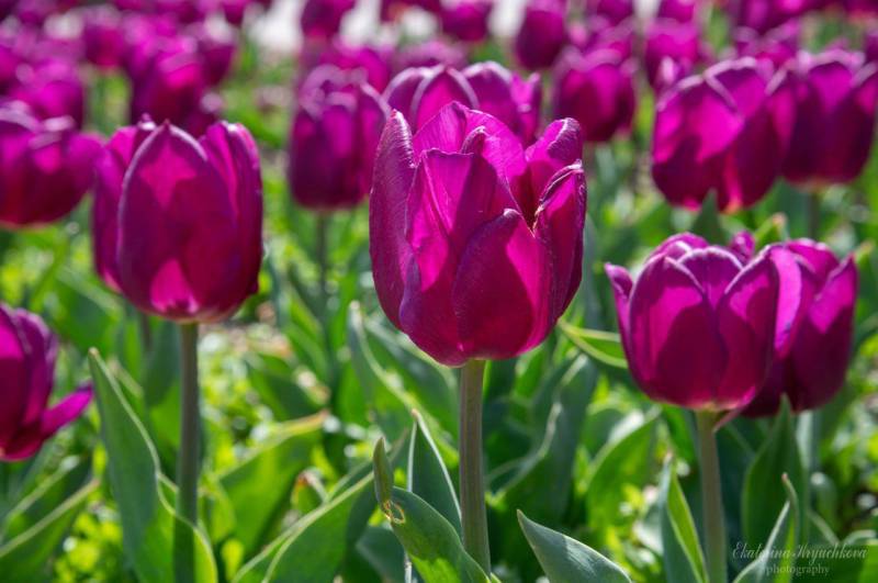 На параде тюльпанов в Никитском ботаническом саду представят 110 тысяч цветов и 158 сортов