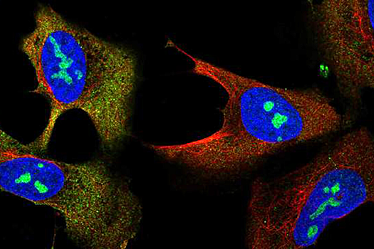 Ученые впервые создали подробную карту человеческих клеток