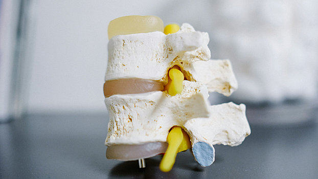 Ученые установили механизм восстановления спинного мозга