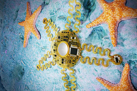 Создана технология мониторинга сердца, вдохновленная морскими звездами