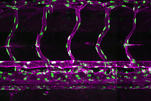 Выяснено, как клетки решают свою судьбу в ходе развития эмбриона