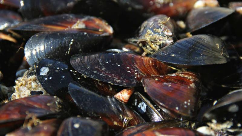 Из-за мазута в Черном море мидии и устрицы не пострадали
