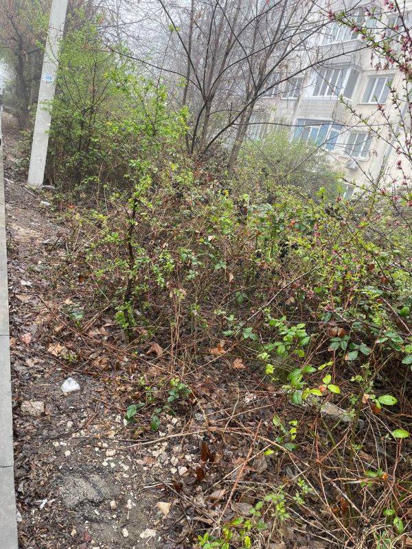 Что нам снег, что нам зной, что нам дождик проливной, если сегодня Субботник!