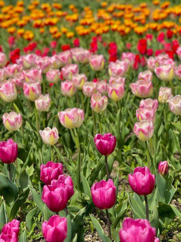 На параде тюльпанов в Никитском ботаническом саду представят 110 тысяч цветов и 158 сортов