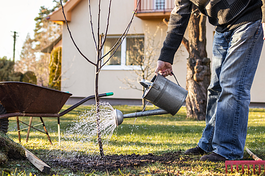 Найдена связь между посадкой деревьев и здоровьем новорожденных