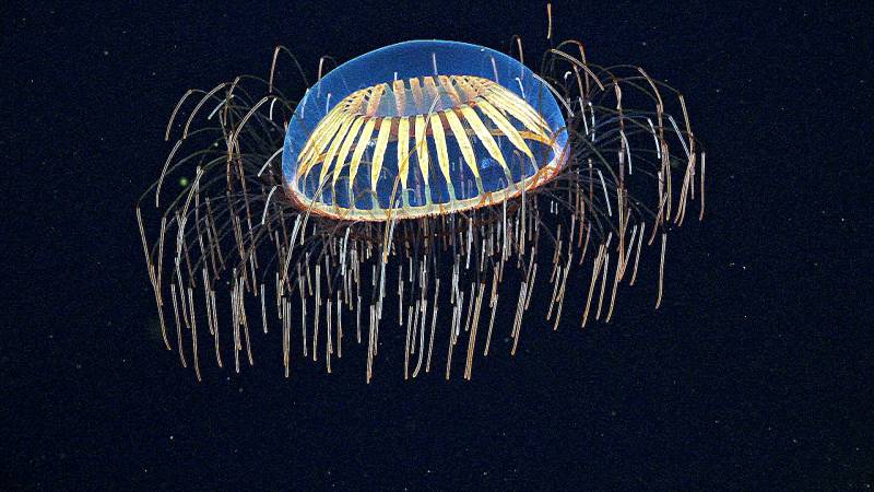 Что нашли на океаническом дне под отколовшимся айсбергом