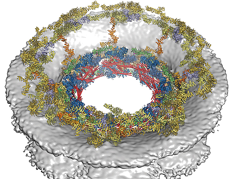 Новое исследование клеток может открыть пути для лечения рака