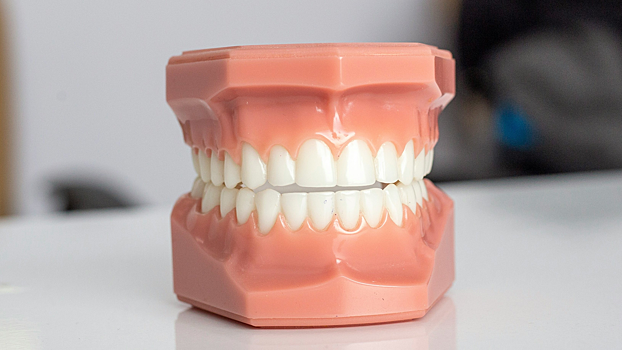 Стоматолог оценил перспективы выращивания натуральных зубов