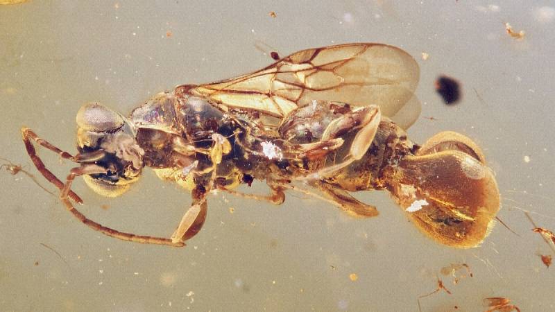 Оса с ловушкой, как у венериной мухоловки, обитала в эпоху динозавров