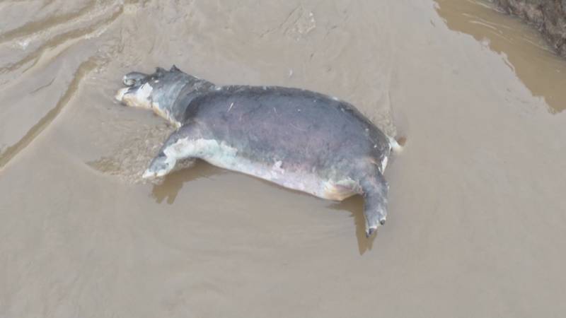 Сибирская язва убила 50 бегемотов в национальном парке Вирунга в ДР Конго