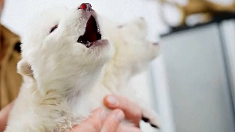 Учёные заявили, что воскресили лютоволков, вымерших 10 тыс. лет назад